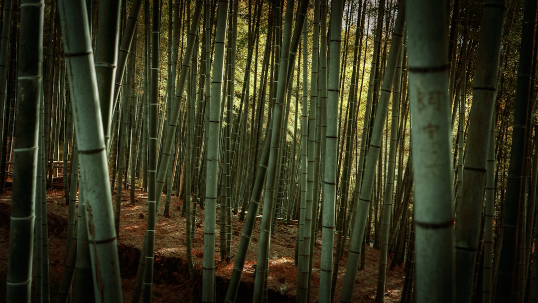 Sagano - La meravigliosa foresta di bambù - Kyoto | Secret World Trip Planner