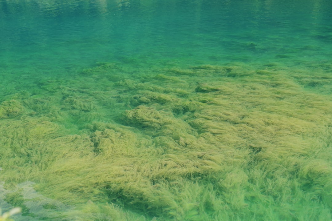 Austria |Il Lago Verde e la foresta incantata sottomarina - Green Lake | Secret World Trip Planner