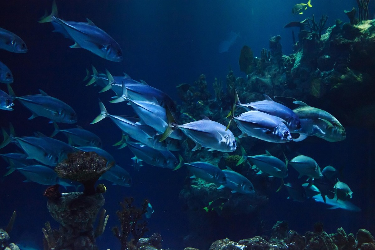 Taraporewala Acuario, India máis antiga acuario - Mumbai | Secret World Trip Planner