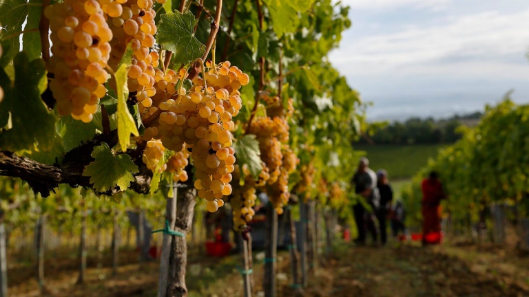 Vernaccia di San Gimignano - San Gimignano SI | Secret World Trip Planner