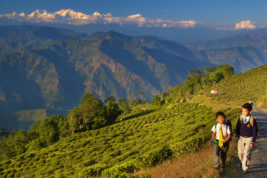 Darjeeling Tea: The Champagne of teas - Darjeeling | Secret World Trip Planner