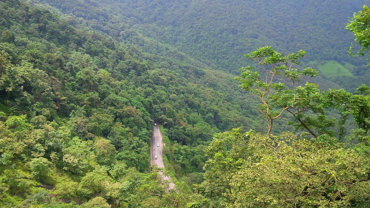 India: Coffee plantations in Wayanad - Distretto di Wayanad | Secret World Trip Planner