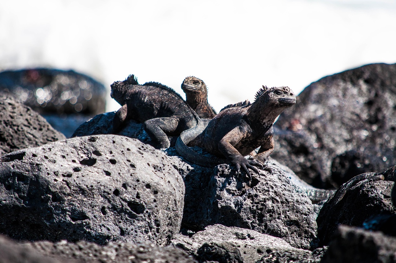 Rocas Bainbridge, une chaîne de cônes volcaniques au large des Galapagos - Rocas Bainbridge | Secret World Trip Planner