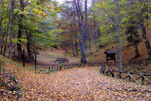 Umbras Mežs - Foresta Umbra | Secret World Trip Planner
