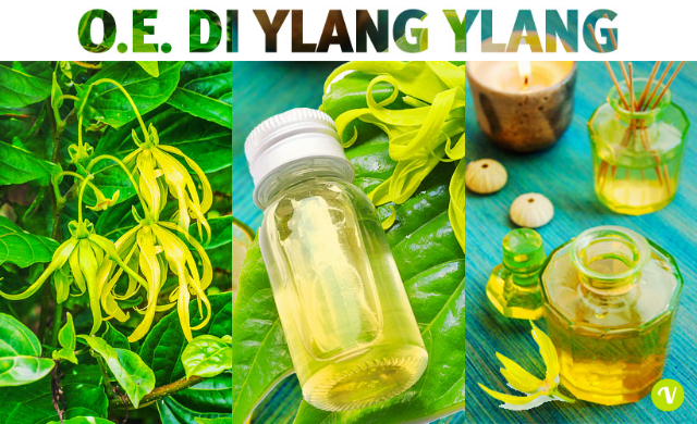 Essences of ylang-ylang - Nosy Be | Secret World Trip Planner
