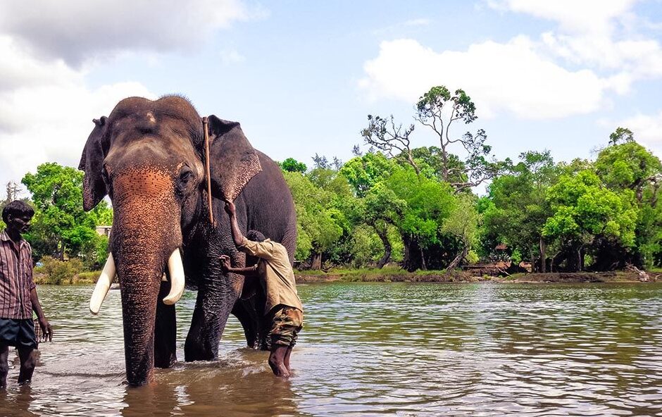 Dubare Elephant Camp in Coorg - Rangasamudra | Secret World Trip Planner
