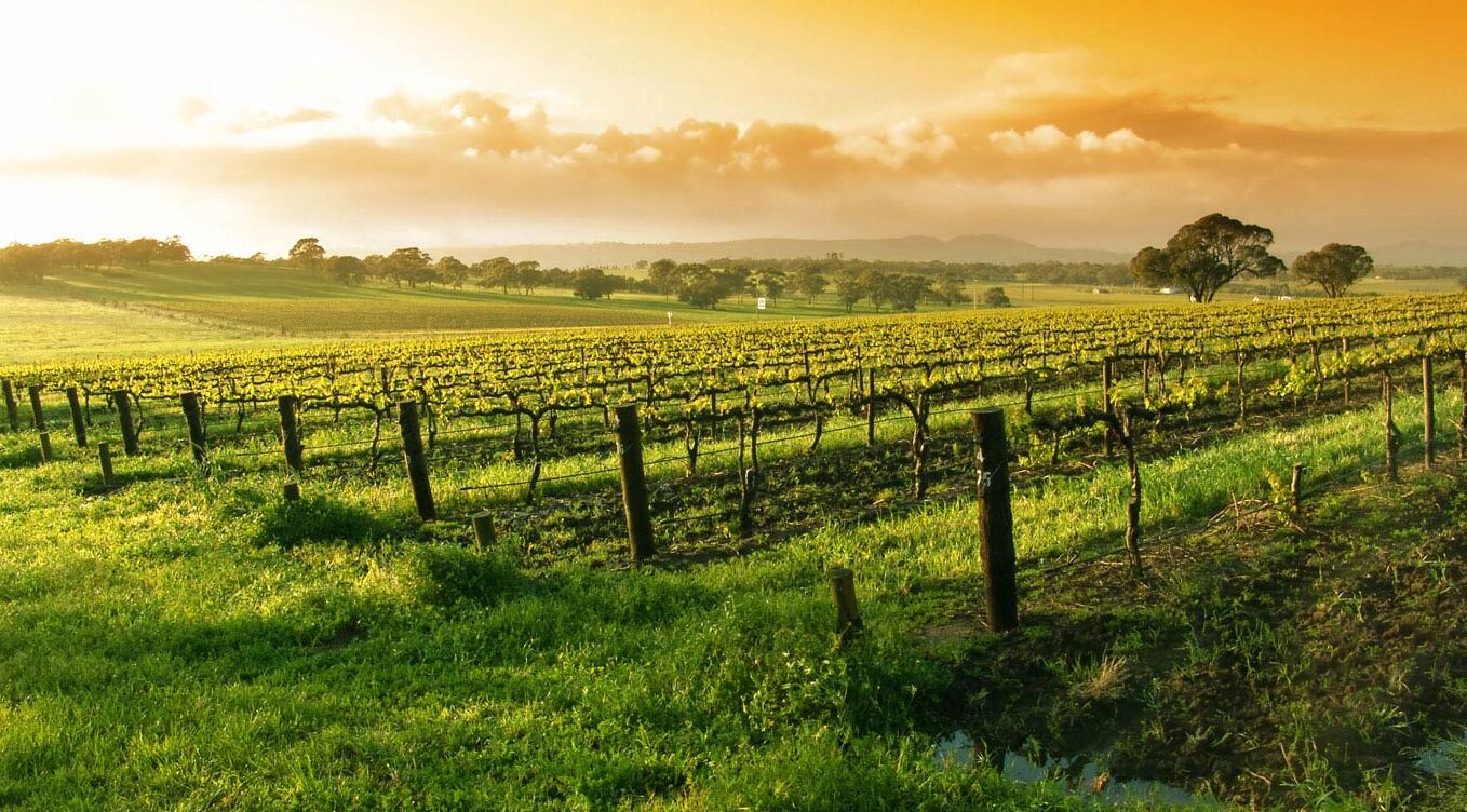 Napa Valley and its prized Cabernet Sauvignon - Napa Valley | Secret World Trip Planner