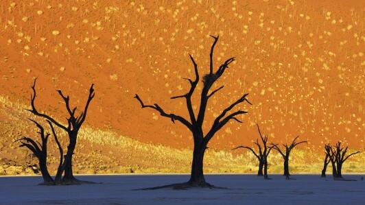 Dead Vlei, Замороженный Лес В Пустыне  - Sossusvlei | Secret World Trip Planner