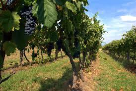 Il Carso Terrano (Sloveno: teran) è un vino DOC - Trieste | Secret World Trip Planner
