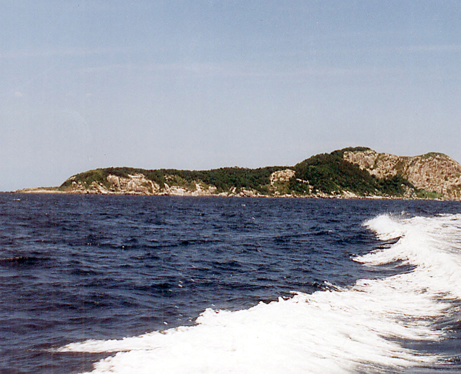 The Snake Island - Ilha da Queimada Grande  - Isola di Queimada Grande | Secret World Trip Planner