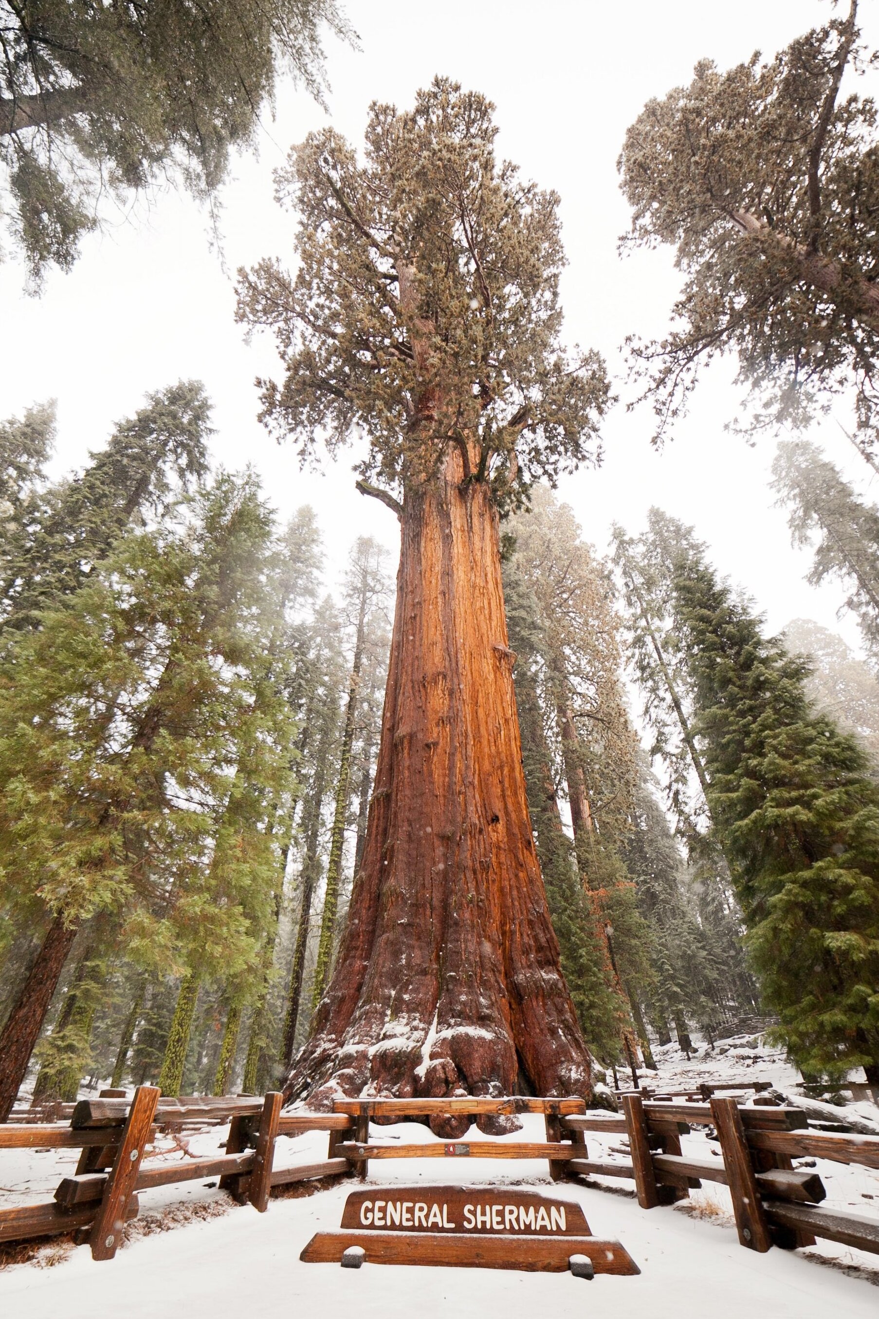 General Sherman Tree is the largest tree on the planet... - Three Rivers | Secret World Trip Planner