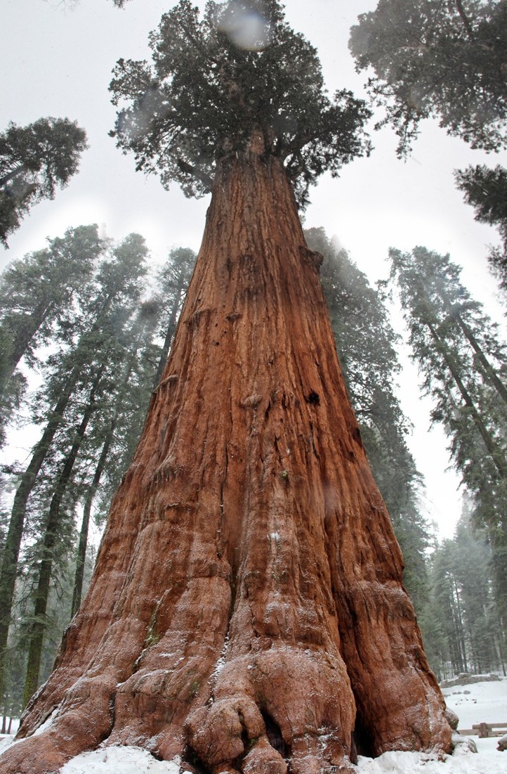 General Sherman, the giant sequoia - Three Rivers | Secret World Trip Planner