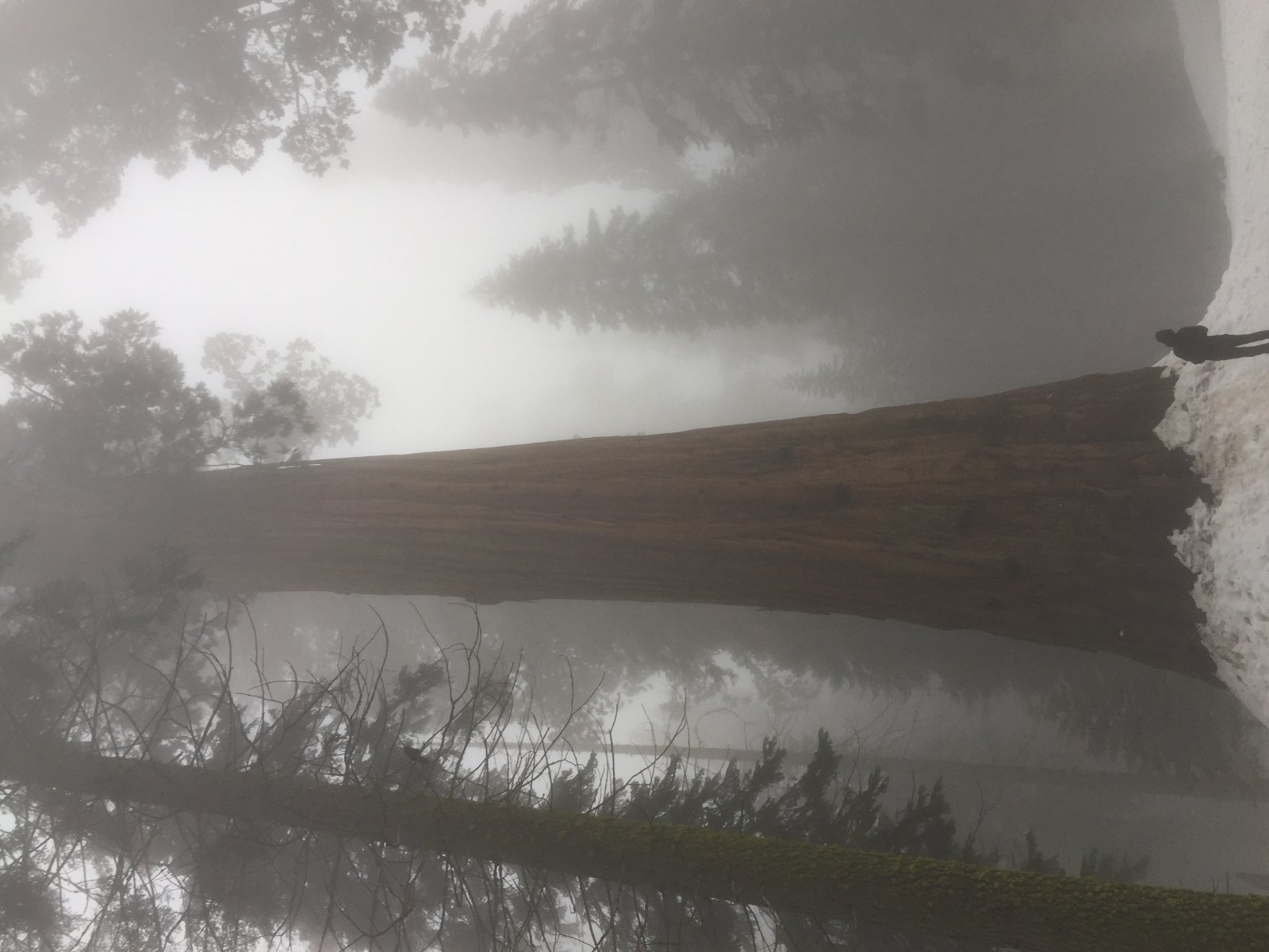 General Sherman, the giant sequoia - Three Rivers | Secret World Trip Planner