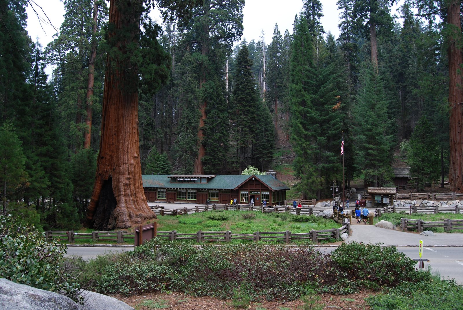 Giant Forest and giant redwoods - Three Rivers | Secret World Trip Planner