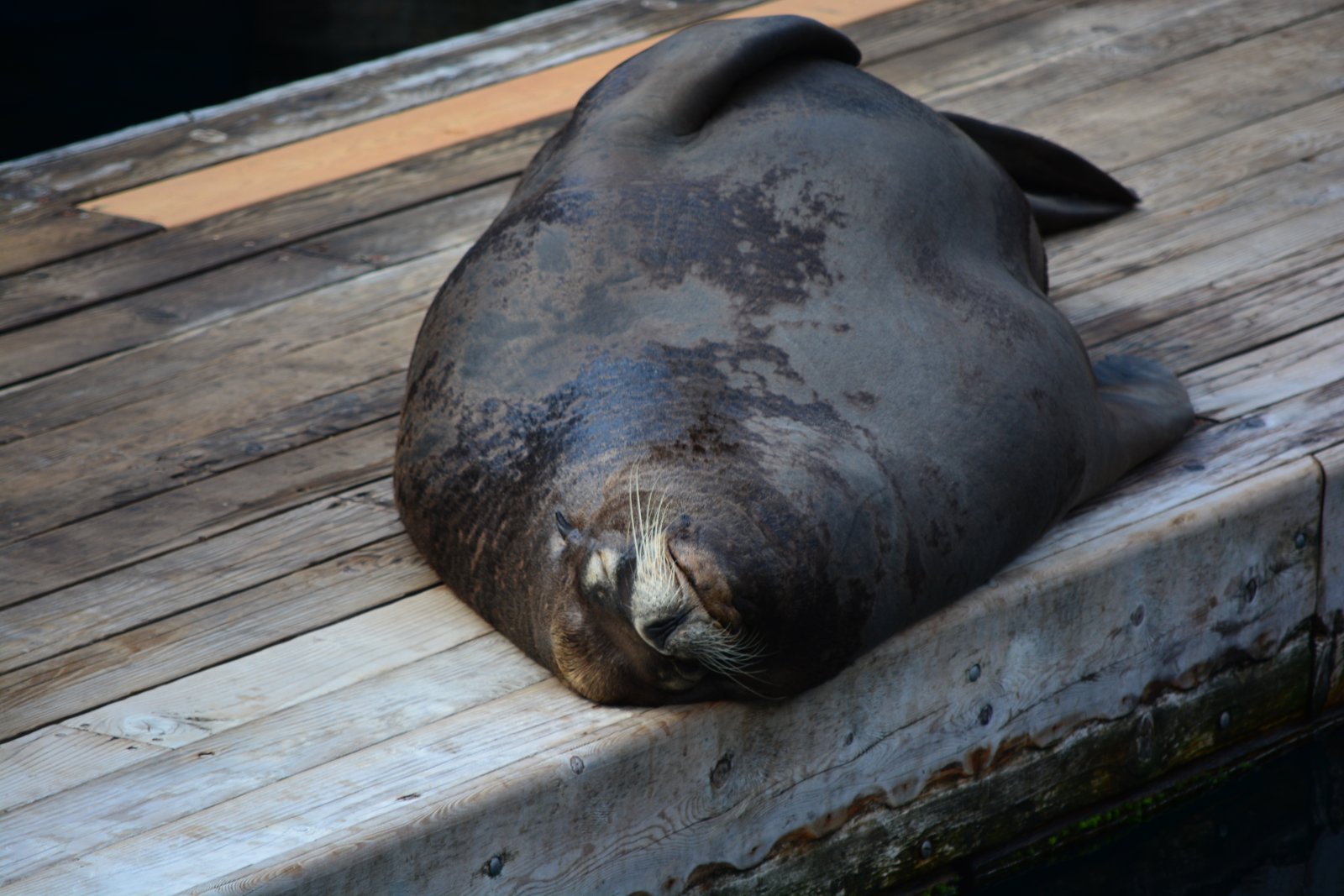L'aquarium de Vancouver - Vancouver | Secret World Trip Planner