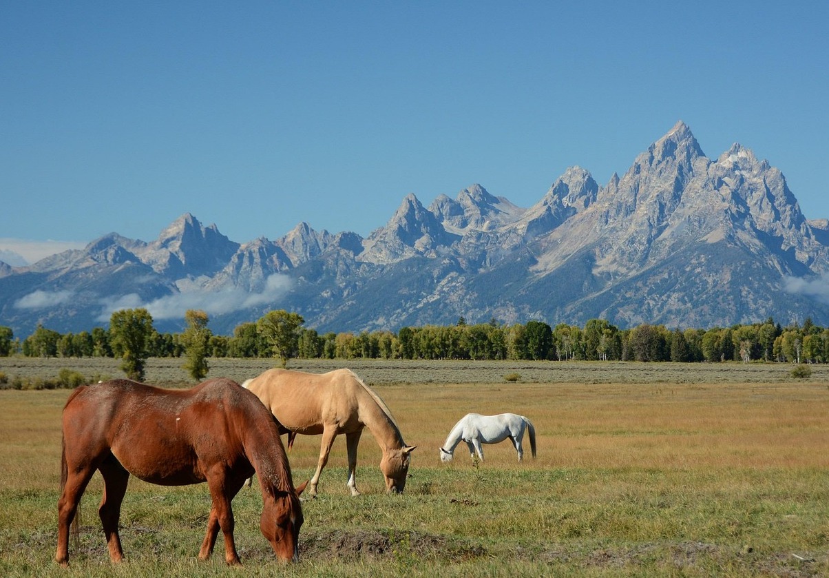 Il Parco del Grand Teton - Moose | Secret World Trip Planner