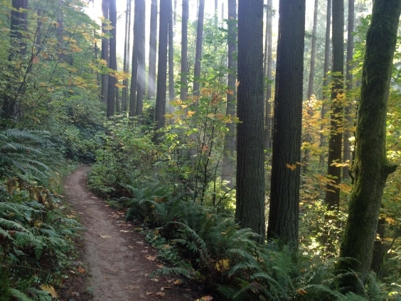 Wildwood Trail attraverso Washington Park — Portland
