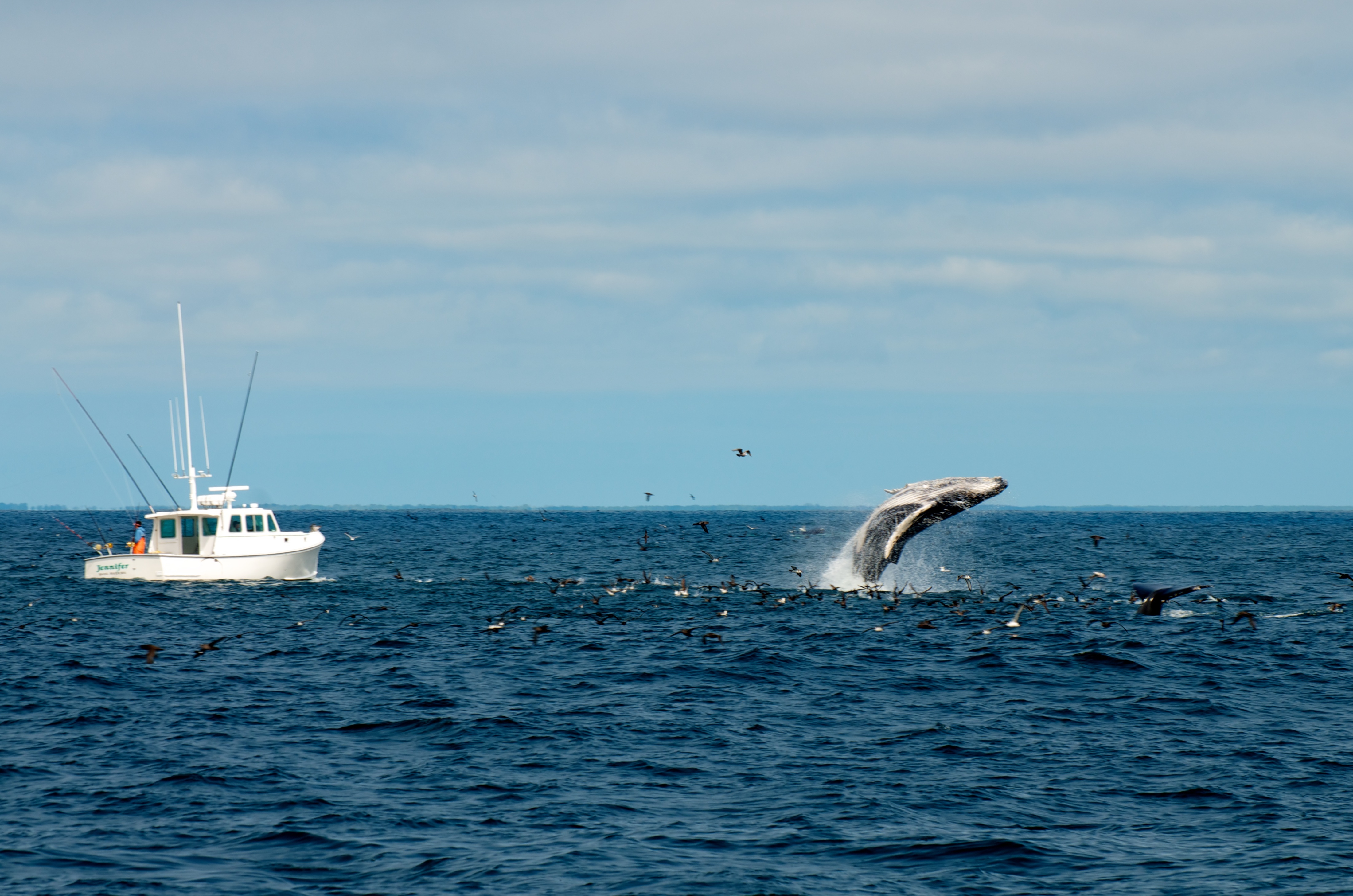 Stellwagen Bank National Marine Sanctuary (NMS) - Gerry E. Studds/Stellwagen Bank National Marine Sanctuary | Secret World Trip Planner