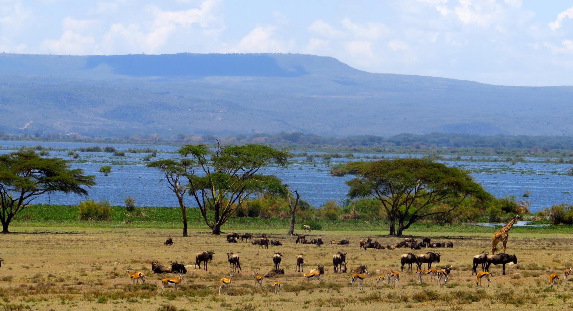 Lac Naivasha — Lago Naivasha