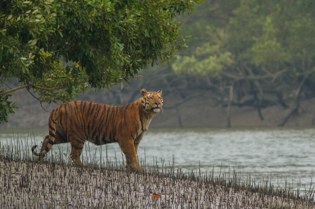 La forêt de réserve des Sundarbans (SRF) | Secret World Trip Planner