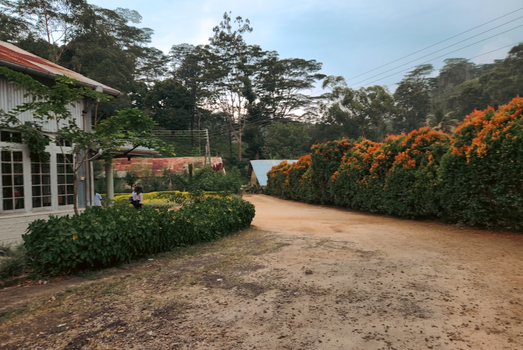 Musée du thé de Ceylan - Hantana Rd | Secret World Trip Planner