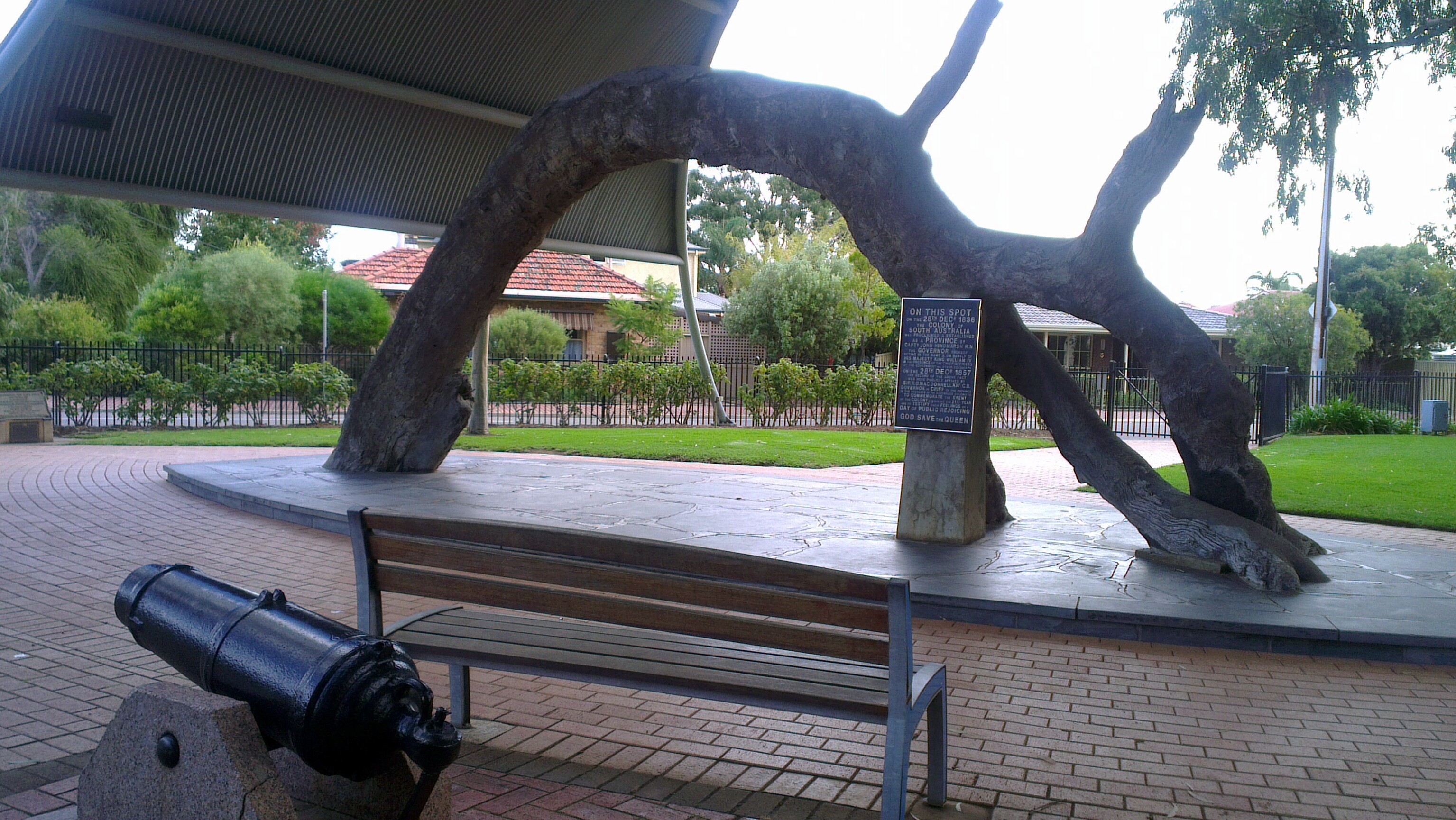 Il vecchio albero della gomma — Glenelg North