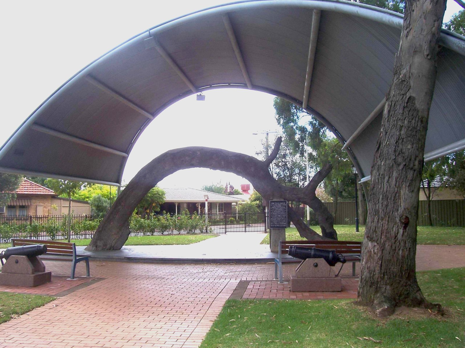 Il vecchio albero della gomma - Glenelg North | Secret World Trip Planner