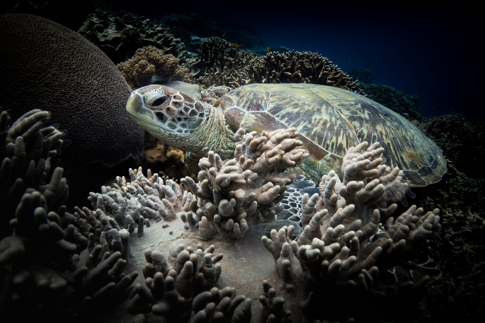 Apo Island: snorkeling among turtles - Dauin | Secret World Trip Planner