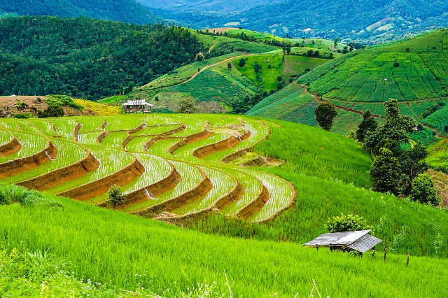 Pa Pong Pieng Reisterrassen - Tambon Chang Khoeng | Secret World Trip Planner