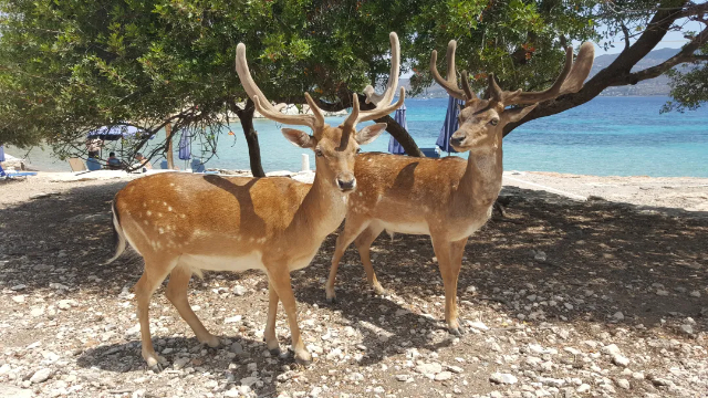 Moni Islet: Et stykke uspoleret paradis kun en sejltur væk - Moni Eginas | Secret World Trip Planner