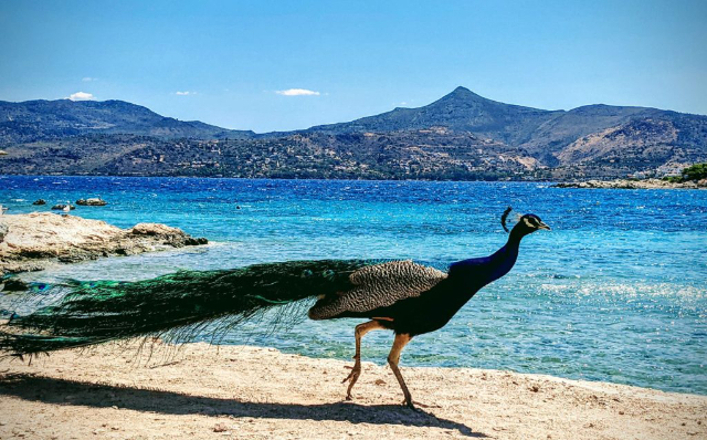 Moni Islet: Et stykke uspoleret paradis kun en sejltur væk - Moni Eginas | Secret World Trip Planner