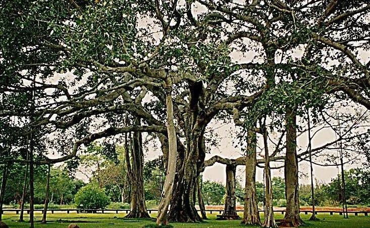 The world's largest banyan tree: Thimmamma Marrimanu - Gootibylu | Secret World Trip Planner