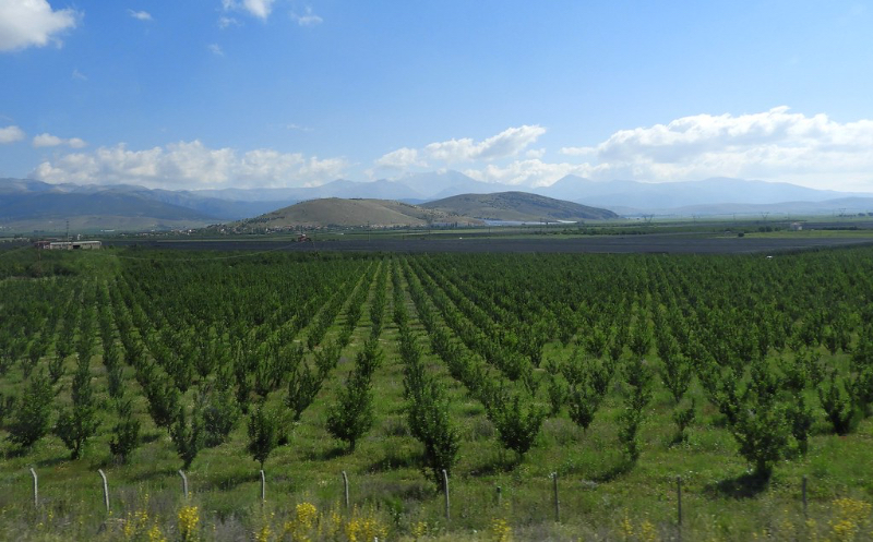 Epli Frá Tyrklandi - Isparta | Secret World Trip Planner