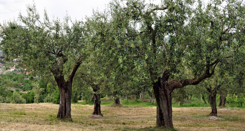 IRPINIA UFITA HILLS D.O.P. - Ariano Irpino | Secret World Trip Planner