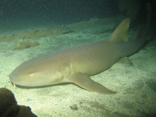 Aquarium municipal de Santos - Santos - SP | Secret World Trip Planner