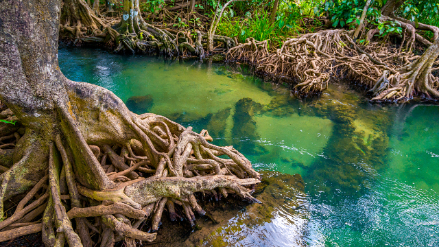 Isla Corazon Mangrove Reserve - Bahia de Caraquez | Secret World Trip Planner