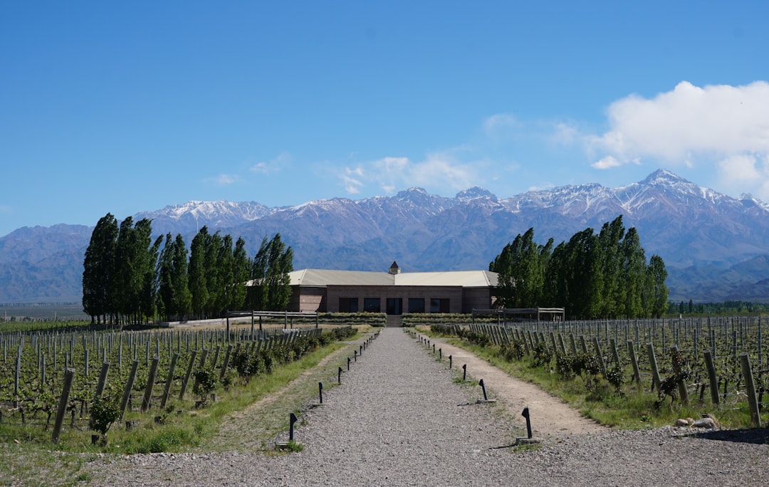 Scopri l'Esperienza del Vino a Mendoza, Argentina - Rivadavia 234 | Secret World Trip Planner