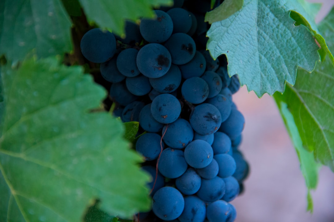 Scopri l'Esperienza del Vino a Mendoza, Argentina - Rivadavia 234 | Secret World Trip Planner