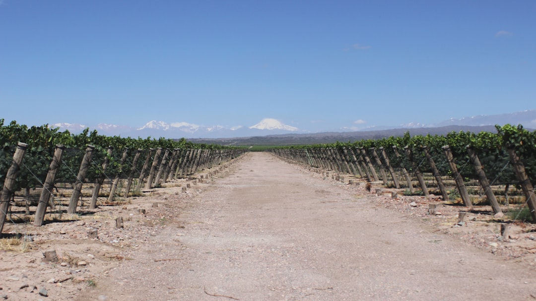 Discover the Wine Experience in Mendoza, Argentina - Rivadavia 234 | Secret World Trip Planner