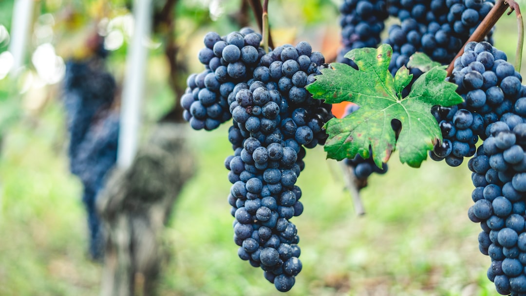 ランゲを発見：バローロとバルバレスコの旅 - Langhe | Secret World Trip Planner