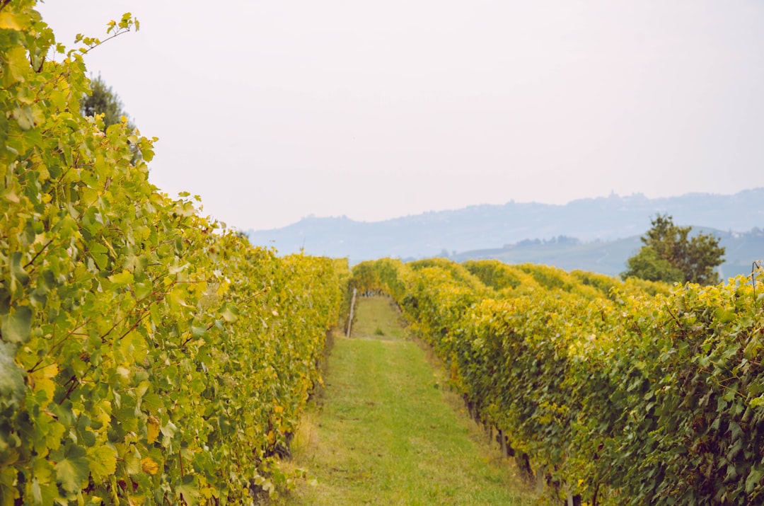 ランゲを発見：バローロとバルバレスコの旅 - Langhe | Secret World Trip Planner