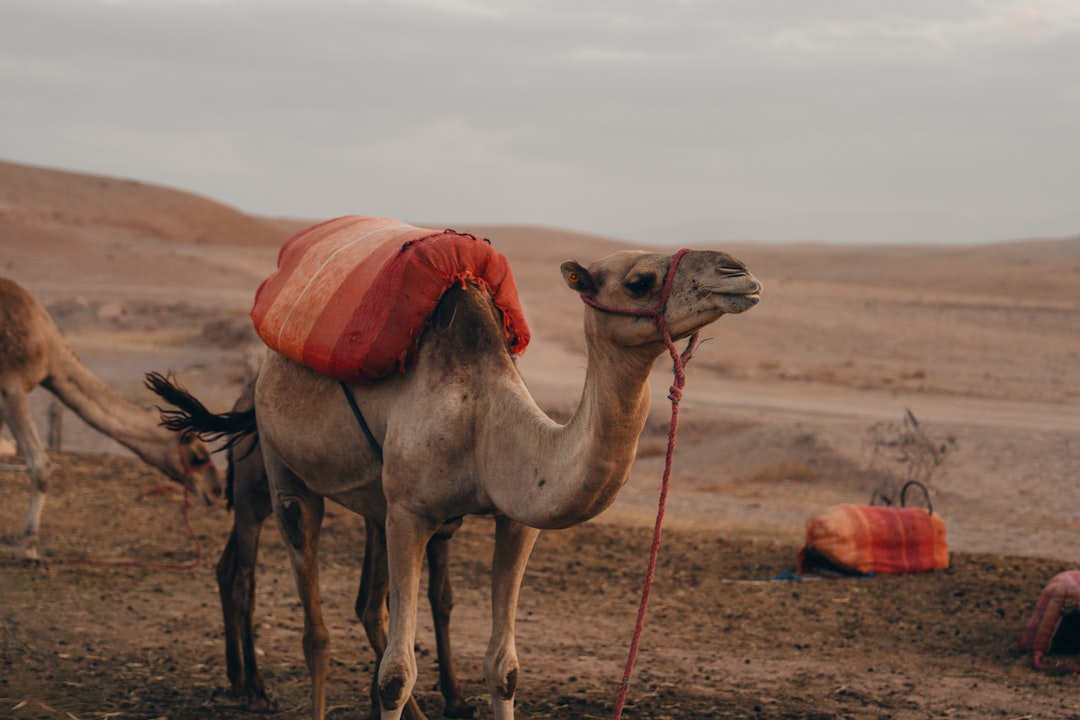 Wanderlog Review 2026: Does It Really Work in Marrakech? - Marrakech | Secret World Trip Planner