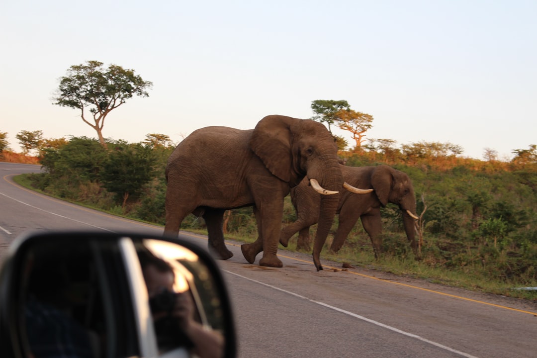 Skukuza: A Biodiversity Paradise in South Africa - Skukuza | Secret World Trip Planner