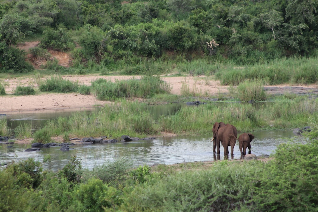 Skukuza: A Biodiversity Paradise in South Africa - Skukuza | Secret World Trip Planner