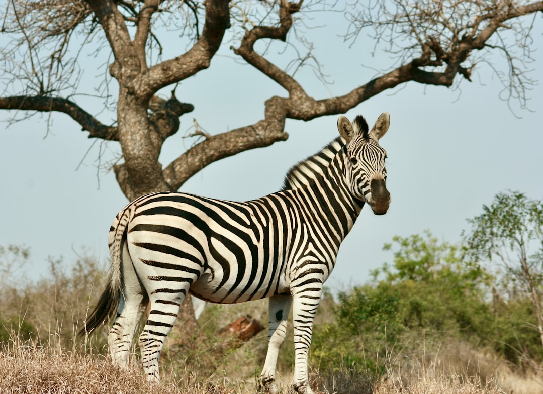 Skukuza: A Biodiversity Paradise in South Africa - Skukuza | Secret World Trip Planner