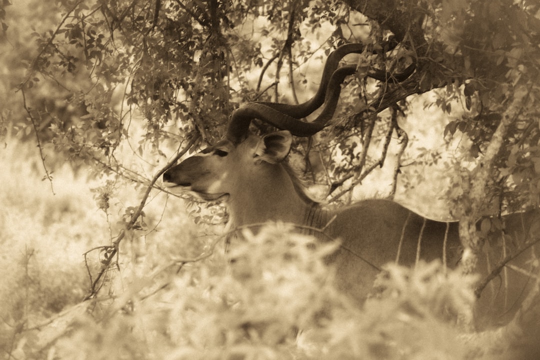 Skukuza: A Biodiversity Paradise in South Africa - Skukuza | Secret World Trip Planner