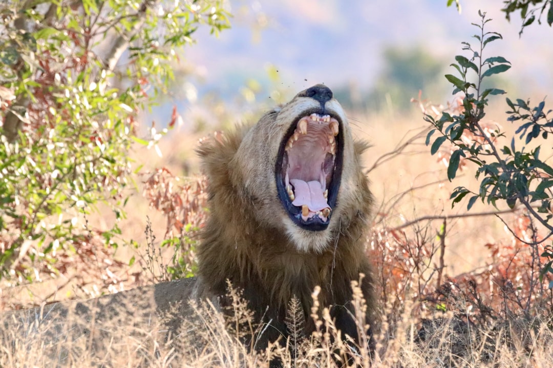 Skukuza: Um Paraíso de Biodiversidade na África do Sul - Skukuza | Secret World Trip Planner