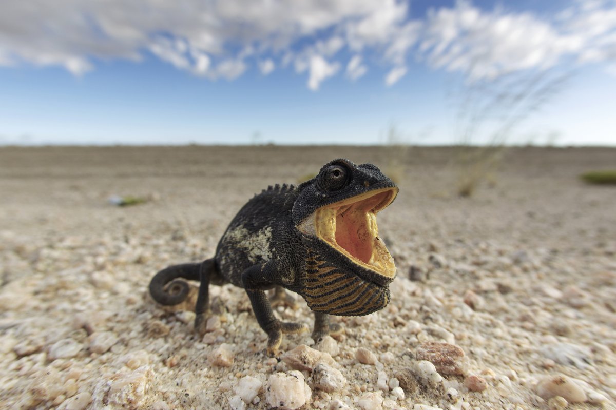 Discovering the Namib Desert: Dunes and Silence | Secret World Trip Planner