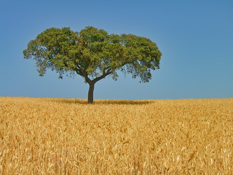 Fim de semana no Alentejo com Secret World: Sua guia perfeita - Alentejo | Secret World Trip Planner