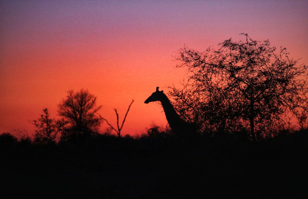 Come visitare Kruger Park con Secret World nel 2026 - Kruger Park | Secret World Trip Planner